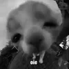 😳 Эмодзи «Silly Cats» для Telegram