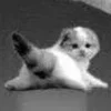 🔥 Эмодзи «Silly Cats» для Telegram