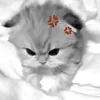 😡 Эмодзи «Silly Cats» для Telegram
