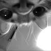 👀 Эмодзи «Silly Cats» для Telegram