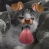 💋 Эмодзи «Silly Cats» для Telegram
