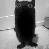 😳 Эмодзи «Silly Cats» для Telegram