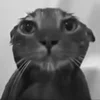 🥲 Эмодзи «Silly Cats» для Telegram