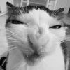🥴 Эмодзи «Silly Cats» для Telegram