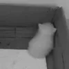 😣 Эмодзи «Silly Cats» для Telegram