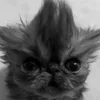🥲 Эмодзи «Silly Cats» для Telegram
