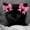 🎀 Эмодзи «Silly Cats» для Telegram