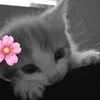 🌸 Эмодзи «Silly Cats» для Telegram