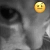 🤨 Эмодзи «Silly Cats» для Telegram