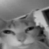 😐 Эмодзи «Silly Cats» для Telegram
