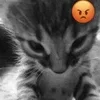 😡 Эмодзи «Silly Cats» для Telegram