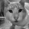 😳 Эмодзи «Silly Cats» для Telegram