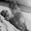 💀 Эмодзи «Silly Cats» для Telegram