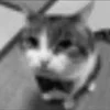 😎 Эмодзи «Silly Cats» для Telegram