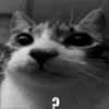 🤨 Эмодзи «Silly Cats» для Telegram