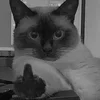 🖕 Эмодзи «Silly Cats» для Telegram