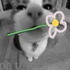 Эмодзи Silly Cats для Telegram — скачать