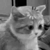 🤨 Эмодзи «Silly Cats» для Telegram