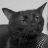 🤨 Эмодзи «Silly Cats» для Telegram