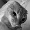 😠 Эмодзи «Silly Cats» для Telegram