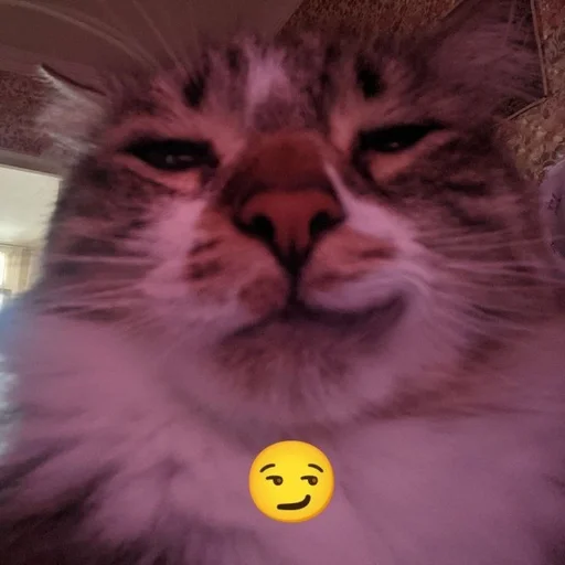 🌟 Стикер «глупые коты» для Telegram