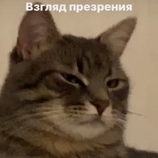 😑 Стикер «тупые мемы» для Telegram