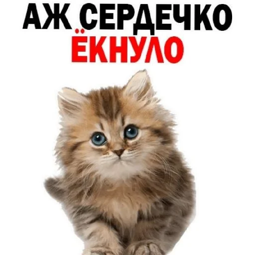 😄 Стикер «Сил вам» для Telegram