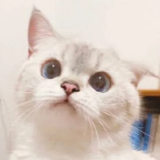 🐾 Стикер «si meo» для Telegram