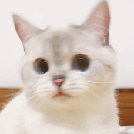 🐾 Стикер «si meo» для Telegram