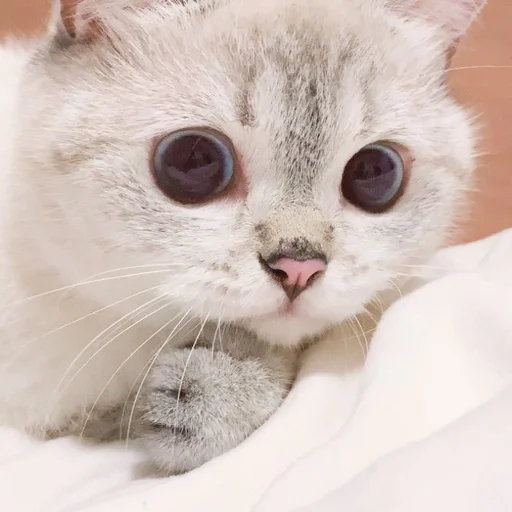 🐾 Стикер «si meo» для Telegram