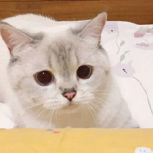 🐾 Стикер «si meo» для Telegram