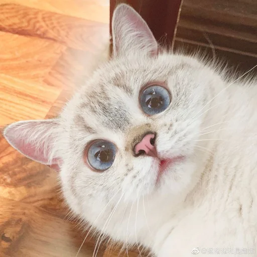 🐾 Стикер «si meo» для Telegram