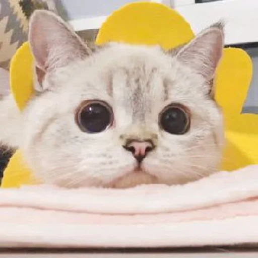 🐾 Стикер «si meo» для Telegram