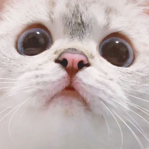 🐾 Стикер «si meo» для Telegram