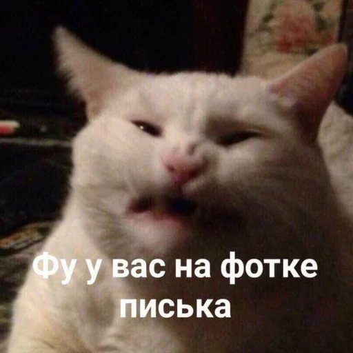 🤢 Стикер «Sisik&pisik» для Telegram