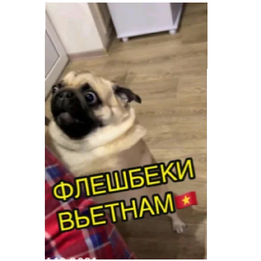 🇻🇳 Стикер «Sjxjxjrd» для Telegram