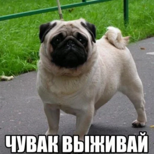 😉 Стикер «хуета с пинтереста» для Telegram