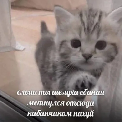 🤬 Стикер «хуета с пинтереста» для Telegram