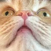 🤩 Эмодзи «сладкие булочки» для Telegram