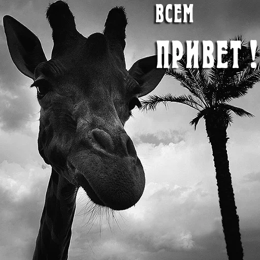 Стикерпак Only для Telegram — скачать