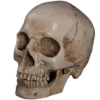 Эмодзи Skully Mood для Telegram — скачать