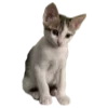 🐈 Эмодзи «Hampter» для Telegram