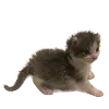 🐈 Эмодзи «Hampter» для Telegram