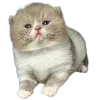 🐈 Эмодзи «Hampter» для Telegram