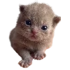 🐈 Эмодзи «Hampter» для Telegram