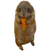 🥕 Эмодзи «Hampter» для Telegram