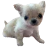 🐾 Эмодзи «Hampter» для Telegram