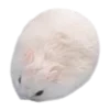 🗿 Эмодзи «Hampter» для Telegram