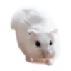 🐹 Эмодзи «Hampter» для Telegram