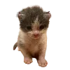 🐈 Эмодзи «Hampter» для Telegram